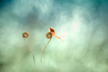 Little Snail on Unique Place
