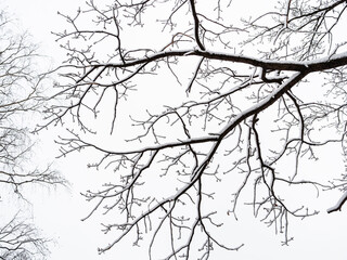 bottom view of snow-covered black oak branch and overcast gray sky on background in winter