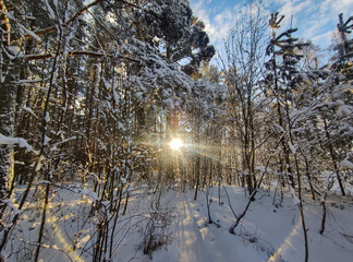 Beautiful snow covered forest illuminated by the sun