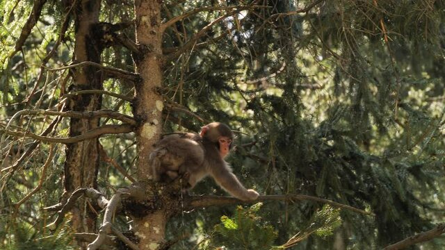 Young japan macaque peeing