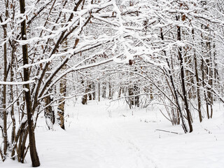 path in snow in snowy city park on overcast winter day