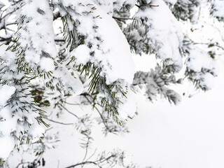 snow-covered branch of spruce tree close up on overcast winter day (focus on the twig in foreground)