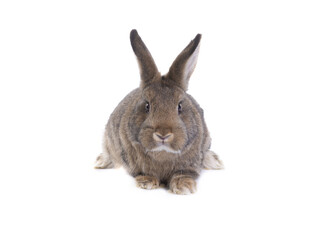 bunny isolated on white background