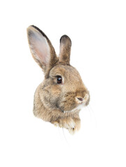 bunny portrait isolated on white background