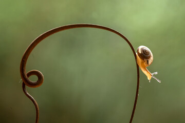 Little Snail on Unique Place