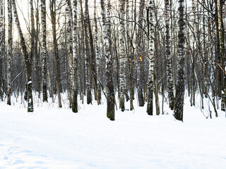 bare birch trees near snowy path in snow-covered city park in winter morning