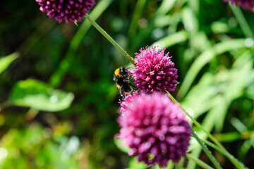 Bees and bumblebees forage for honey on the ornamental leek