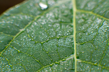 Fresh green papaya leaves with dewdrops on it, macro photography