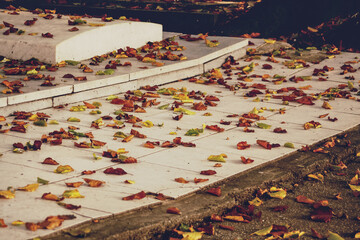 Obraz premium autumn leaves on the ground