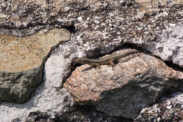 Mauereidechse, Podarcis muralis, Südtirol, Italien 