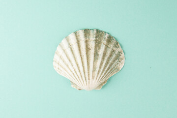 Sea shell close up on teal background