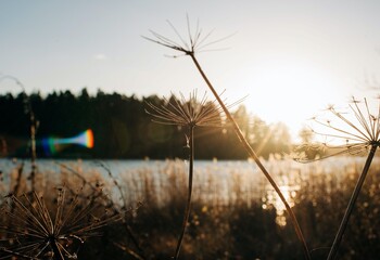 flowers in winter shinning in the golden light in Sweden