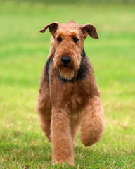 Airedale Terrier