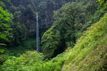 Fototapeta na wymiar Watu Ondo waterfall is a tourist destination in East Java. high waterfall between cliffs and wilderness. tropical forest tourism in the highlands of Indonesia