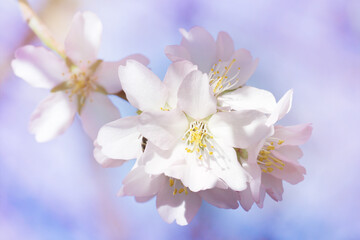 Almond blossom in spring with beautiful colors