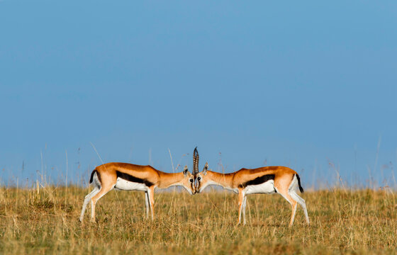 impala brothers in African fields