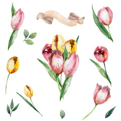 Bouquet set of white, pink and yellow tulips. Hand painting isolated floral spring flowers illustration