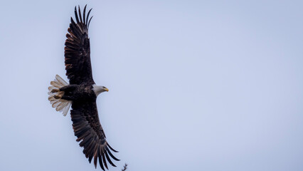 eagle in flight