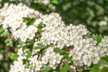 Flowering Midland hawthorn bush (Crataegus laevigata) in spring forest. Blurred soft floral spring background with white flowers and green leaves.  