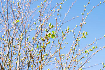 Blossoming buds and first leaves on the branches of the trees against the bright blue sky. Spring fresh green sunny background. 