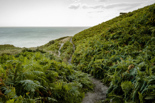 Ferms line a walking path between Whitby and Robinshood Bay with