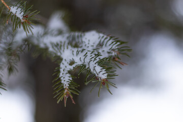 Branches de sapin