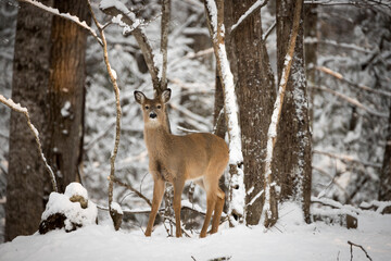Naklejka na ściany i meble A female white tailed deer standing in the snow looking alertly at the camera. White Tailed deer are also known as Virginia Deer and are commonly found in North America.