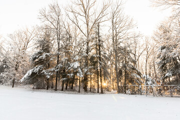 The sun setting behind trees in a snowy landscape. 