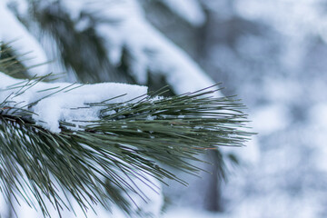 Branches de pin