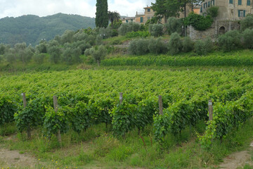 Obraz premium I vigneti che circondando il borgo di San Salvatore a Cogorno, Genova, Liguria, Italia.