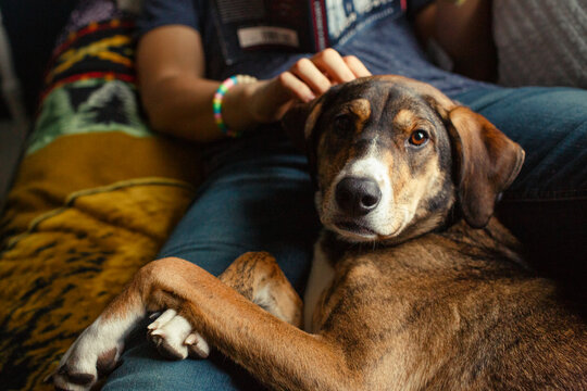 close-up of cute dog laying down on bed with young man holding a book