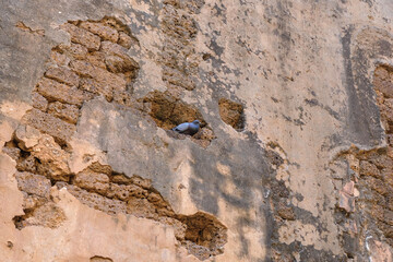 pigeon bird in action on wall