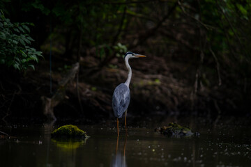 great blue heron ardea cinerea