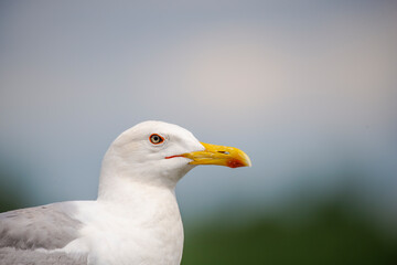 Seagull bird 