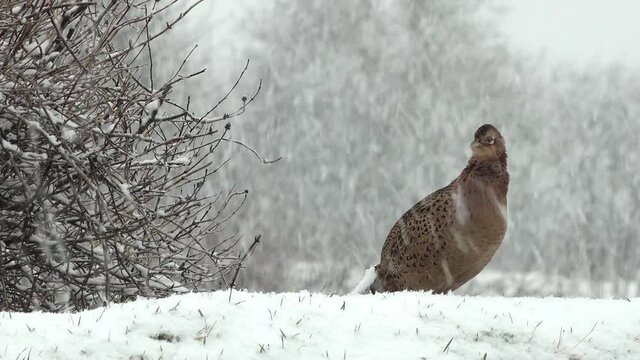 female pheasant in the landscape on winter in the snow