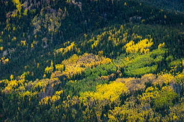 Aerial view of trees turning colors in autumn, Denali National Park And Preserve, Denali Borough, Interior Alaska, Alaska, USA