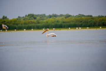 Danube Delta, Romania