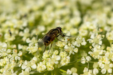 Honey wasps are foraging in the horticultural essence. little bee that has a dangerous sting