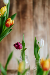 Colorful tulips with wooden background, spring flower still life