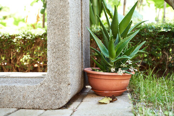 Aloe growing in a ceramic pot in the summer garden