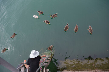 A woman leaning over the water to feed a family of ducks