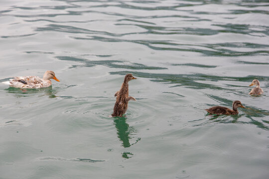 A young duck rising out of a lake in the rain