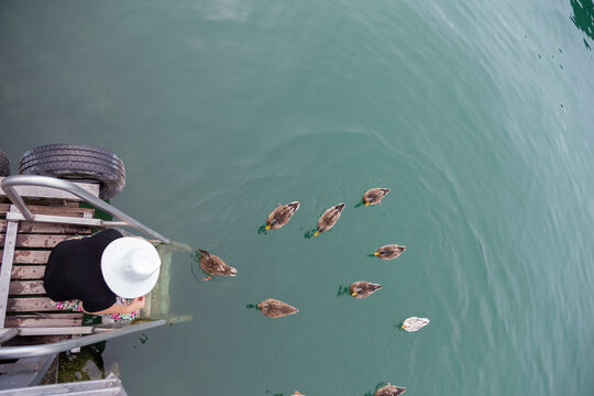 A person sitting at the edge of a dock feeding some ducks