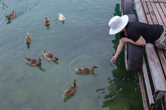 A young woman leans over a dock to feed some ducks