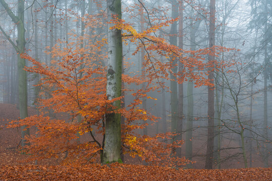 Tree with orange leaves in autumn during misty morning, Hruba Skala, Semily District, Liberec Region, Bohemian Paradise, Bohemia, Czech Republic