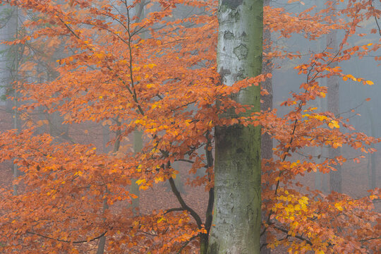 Detail of tree with orange leaves in autumn during misty morning, Hruba Skala, Semily District, Liberec Region, Bohemian Paradise, Bohemia, Czech Republic