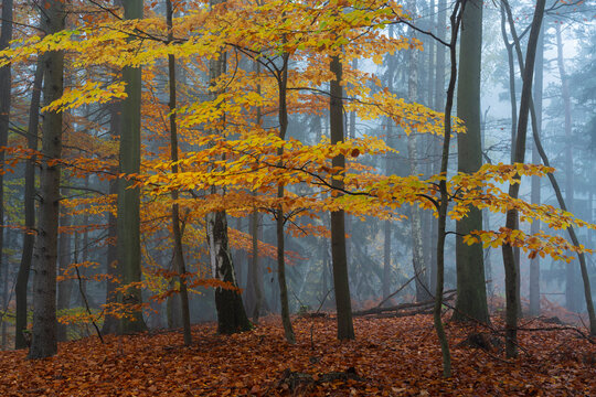 Yellow beech tree in a forest covered with mist in autumn, Hruba Skala, Bohemian Paradise, Semily District, Liberec Region, Bohemian, Czech Republic