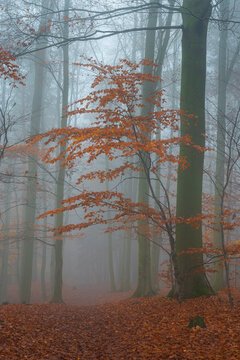 Tree with orange leaves in autumn during misty morning, Hruba Skala, Semily District, Liberec Region, Bohemian Paradise, Bohemia, Czech Republic