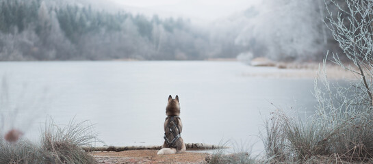 siberian husky dog sitting on the shore of a frozen lake in the mountains in winter