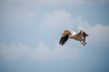 Beautiful pelican
